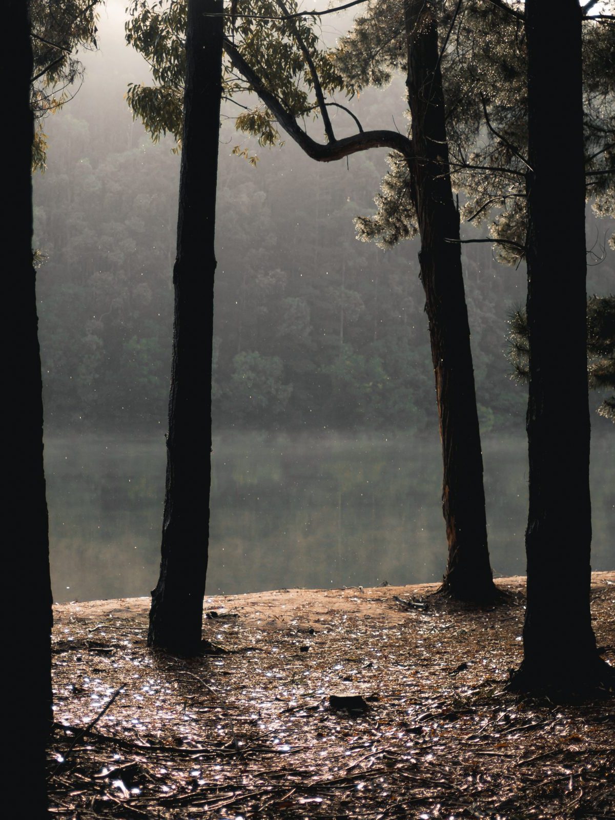 Millars by the Lake - Quinninup